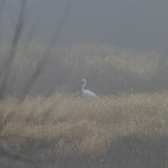 Grande aigrette dans la brume