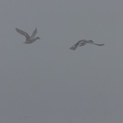 Canards colverts en vol dans la brume