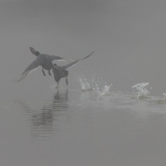 Foulques macroule courant sur l'eau