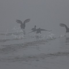 Foulques macroule courant sur l'eau