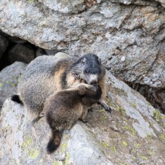 Marmottes