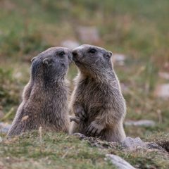 Marmottes