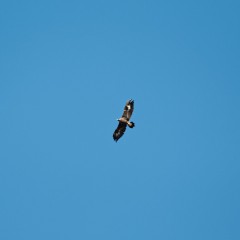 Aigle royal