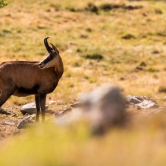 Chamois