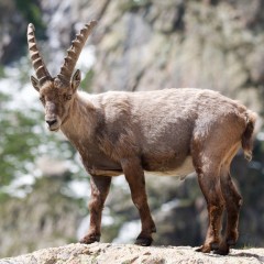 Bouquetin des Alpes mâle