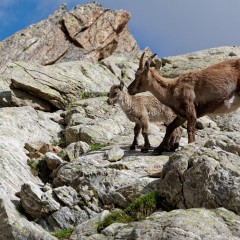 Bouquetins des Alpes (maman et son petit)