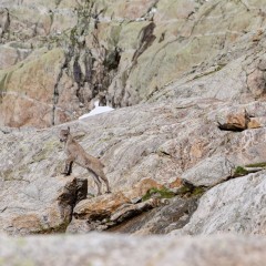 Bouquetin des Alpes