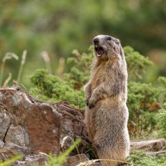 Marmotte