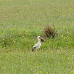 Une cigogne blanche alimente son nid