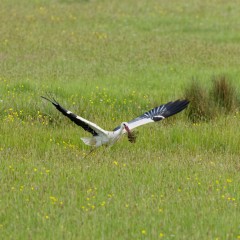 Une cigogne blanche alimente son nid