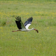 Une cigogne blanche alimente son nid