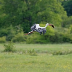 Une cigogne blanche alimente son nid