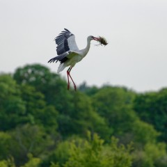 Une cigogne blanche alimente son nid