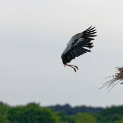 Une cigogne blanche alimente son nid