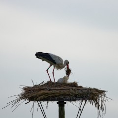 Une cigogne blanche alimente son nid