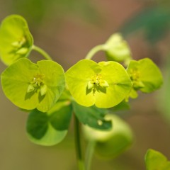 Euphorbe
