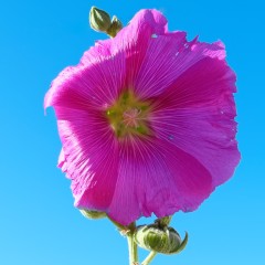 Rose trémière