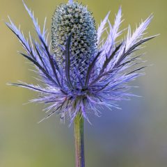 Chardon bleu des Alpes