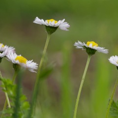 Pâquerettes