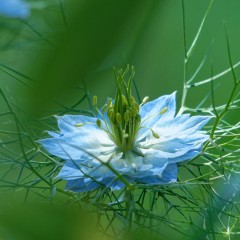 Nigelle de Damas