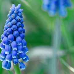 Muscari du jardin