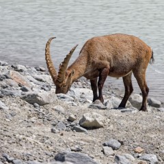 Bouquetin mâle en train de manger au bord du lac du Grand Méan