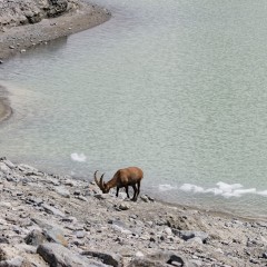 Bouquetin mâle en train de manger au bord du lac du Grand Méan
