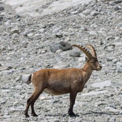 Bouquetin mâle au bord du lac du Grand Méan