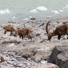 Bouquetins mâles au bord du lac du Grand Méan