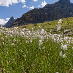 Linaigrette des Alpes en descendant du refuge des Evettes