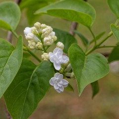 Lilas
