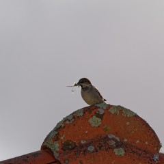 Moineau domestique