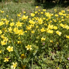Petite friche du jardin (renoncule rampante)