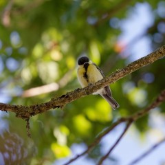 Mésange charbonnière