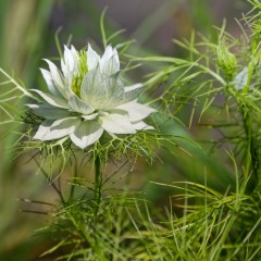 Nigelle de Damas