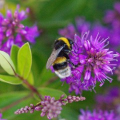 Bourdon terrestre