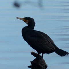Grand cormoran