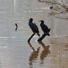 Grands cormorans
