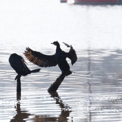 Grands cormorans