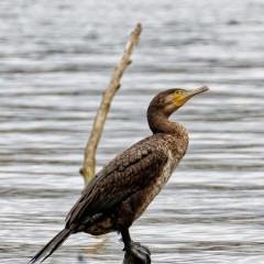 Grand cormoran
