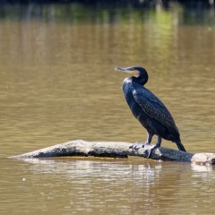 Grand cormoran