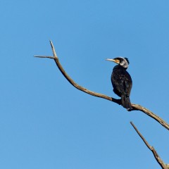 Grand cormoran en plumage nuptial