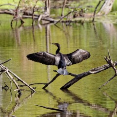 Grand cormoran