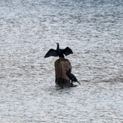 Grands cormorans