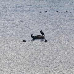 Grands cormorans