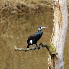Grand cormoran