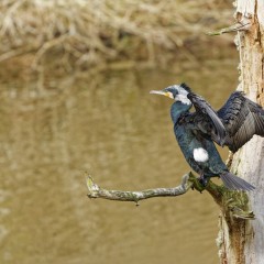 Grand cormoran