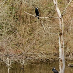 Grands cormorans en plumage nuptial