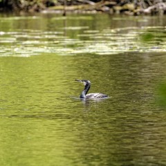 Grand cormoran