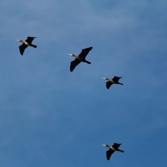 Grands cormorans